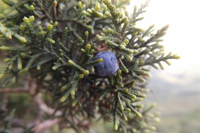 Juniperus durangensis, photographed by Dante S. Figueroa