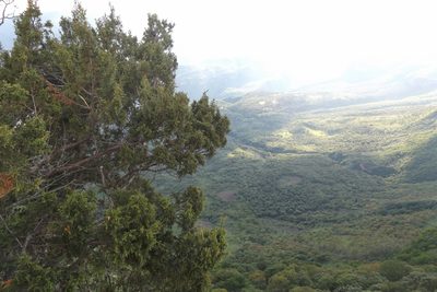 Juniperus durangensis, photographed by Dante S. Figueroa