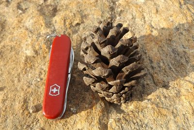 Pinus durangensis, photographed by Dante S. Figueroa