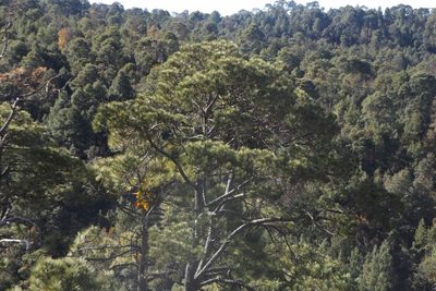 Pinus durangensis, photographed by Dante S. Figueroa