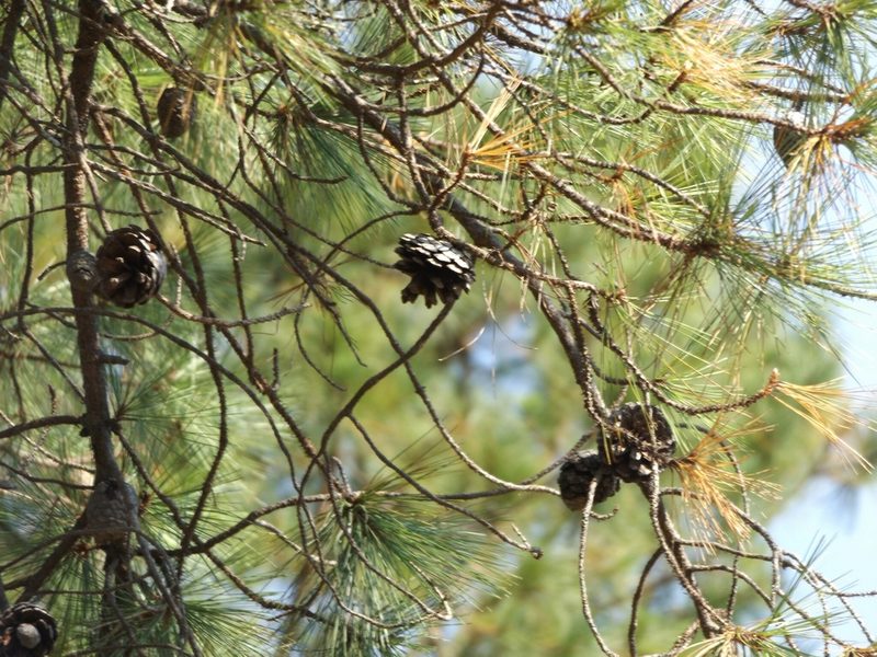 Pinus georginae, photographed by Dante S. Figueroa