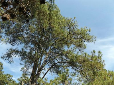 Pinus georginae, photographed by Dante S. Figueroa