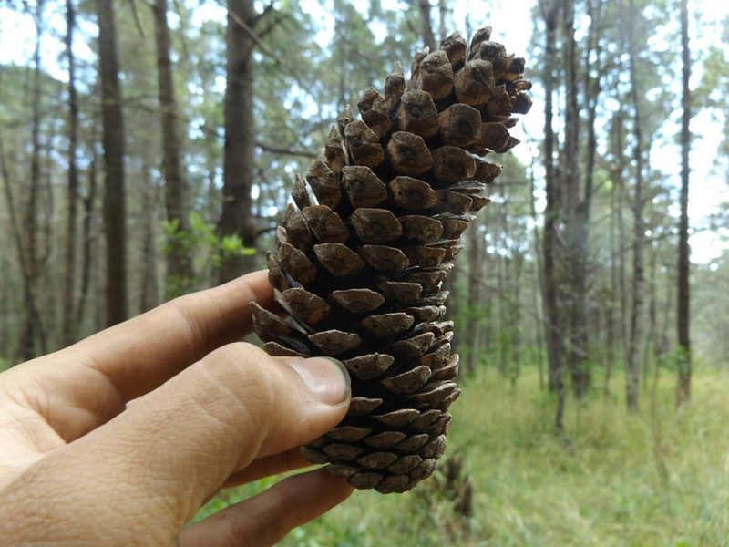 Pinus montezumae, photographed by Dante S. Figueroa