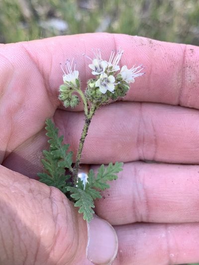 Phacelia alba, photographed by CK2AZ