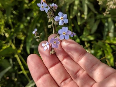 Hackelia micrantha, photographed by Alison Northup