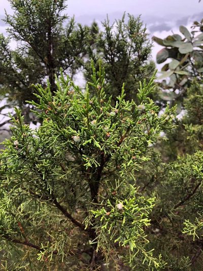 Juniperus jaliscana, photographed by Dante S. Figueroa