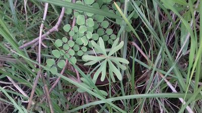 Oxalis decaphylla, photographed by IA braham