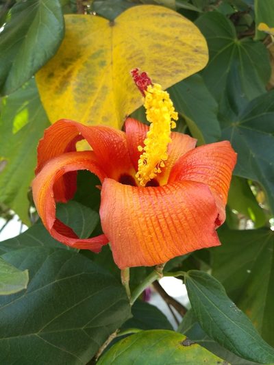 Hibiscus elatus, photographed by Lucas Kaminski
