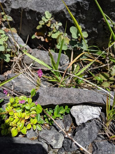 Polygala tatarinowii, photographed by Cheng-Te Hsu