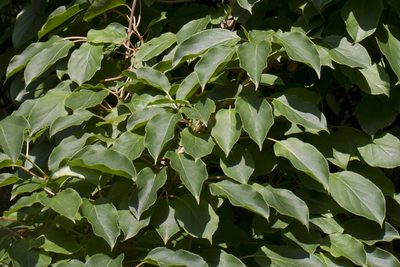 Actinidia arguta, photographed by Chris Quirin