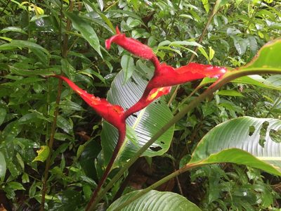 Heliconia irrasa, photographed by Reid Hardin