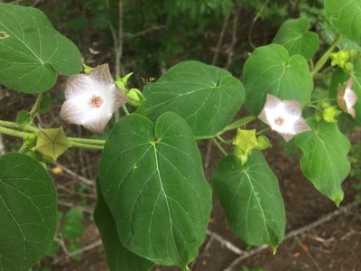 Polystemma guatemalense, photographed by Reid Hardin