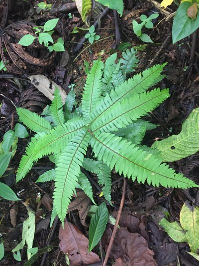 Adiantum pulverulentum, photographed by Reid Hardin