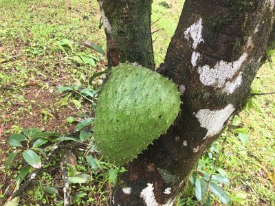 Annona muricata, photographed by Reid Hardin