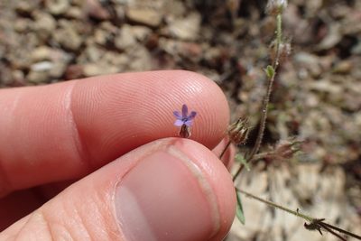 Allophyllum gilioides, photographed by Martin Purdy