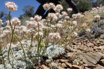 Eriogonum kennedyi, photographed by Martin Purdy