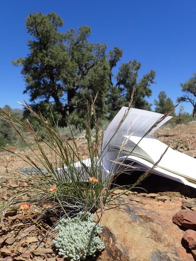 Eriocoma webberi, photographed by Martin Purdy
