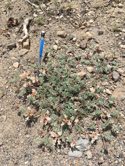 Astragalus monoensis, photographed by Martin Purdy
