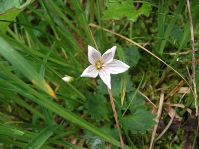 Claytonia sarmentosa, photographed by Matt Bowser