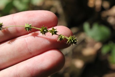 Carex sparganioides, photographed by Quinten Wiegersma