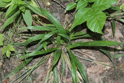 Carex laxiflora, photographed by Quinten Wiegersma