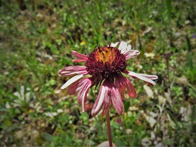 Gaillardia mexicana, photographed by Annika Lindqvist