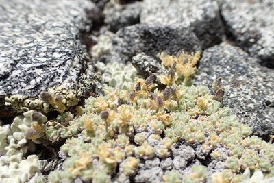 Draba subumbellata, photographed by Martin Purdy