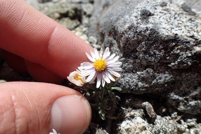 Erigeron pygmaeus, photographed by Martin Purdy
