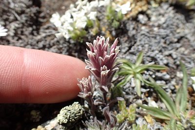 Castilleja nana, photographed by Martin Purdy