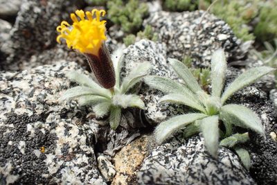 Raillardella argentea, photographed by Martin Purdy