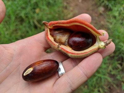 Sterculia monosperma, photographed by Attila Oláh