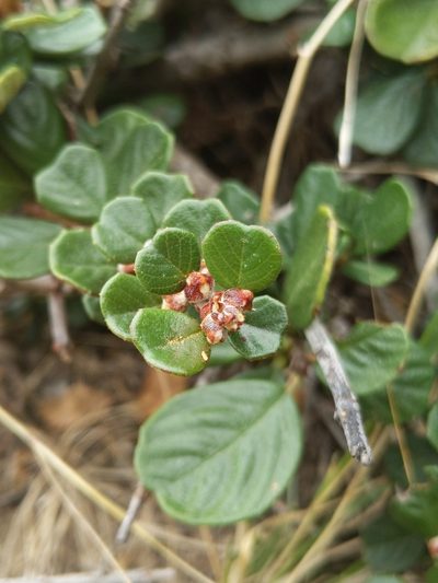 Ceanothus maritimus, photographed by Alex Heyman