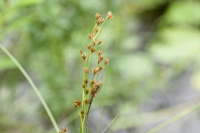 Cladium mariscoides, photographed by Owen Strickland