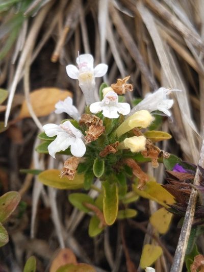 Pogogyne douglasii, photographed by Alex Heyman