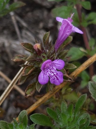 Pogogyne douglasii, photographed by Alex Heyman