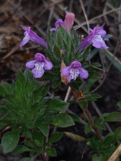 Pogogyne douglasii, photographed by Alex Heyman