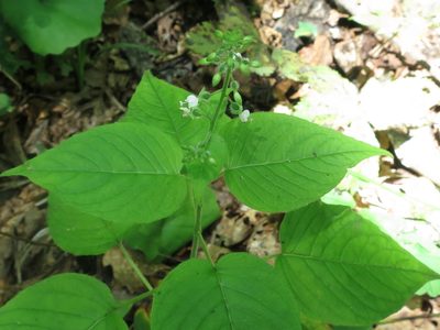 Circaea cordata, photographed by Repina Tatyana