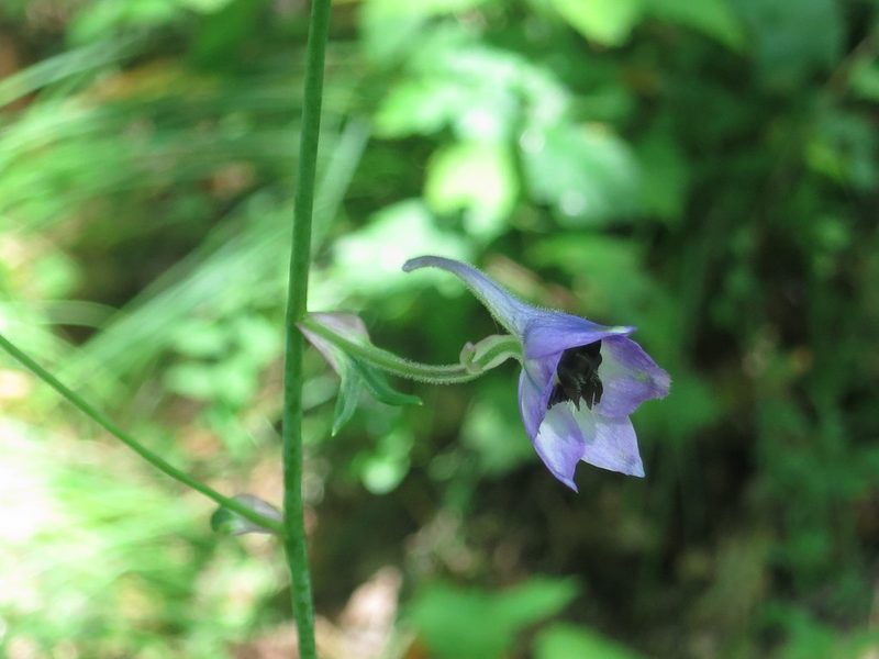 Delphinium maackianum, photographed by Repina Tatyana