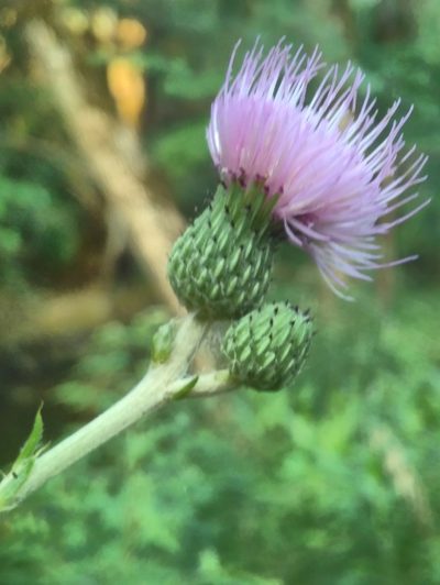 Cirsium monspessulanum, photographed by Yves Bas