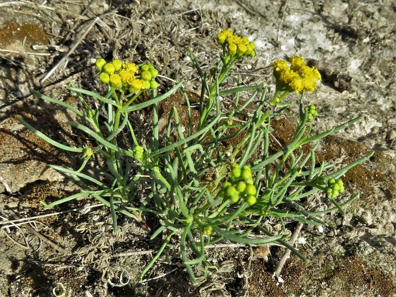 Sartwellia mexicana, photographed by Annika Lindqvist