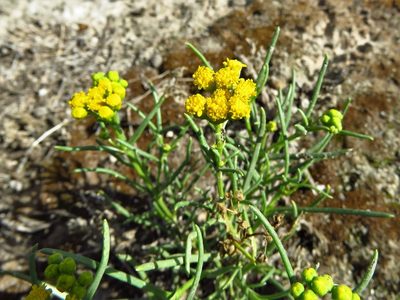Sartwellia mexicana, photographed by Annika Lindqvist
