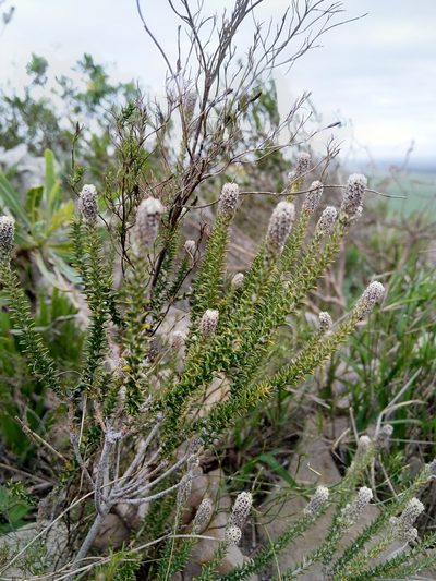 Phylica thunbergiana, photographed by Jacques van der Merwe