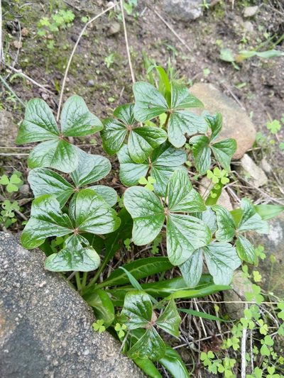 Oxalis strigosa, photographed by Jacques van der Merwe