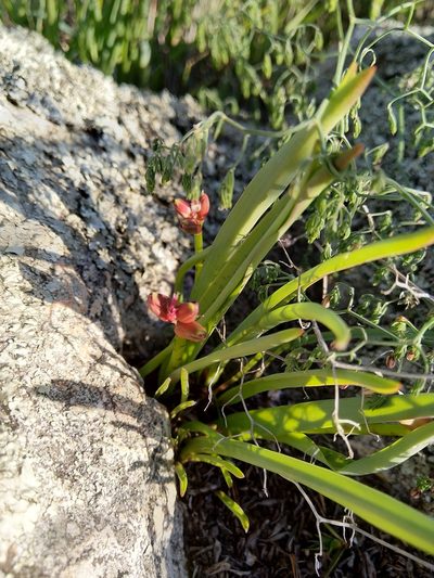 Lachenalia aloides, photographed by Jacques van der Merwe