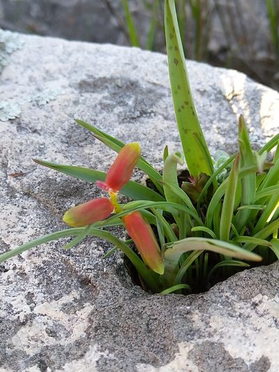 Lachenalia aloides, photographed by Jacques van der Merwe