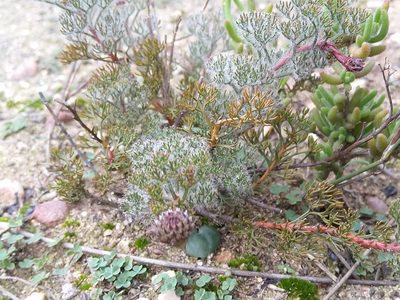Serruria incrassata, photographed by Jacques van der Merwe