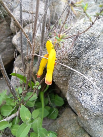 Lachenalia aloides, photographed by Jacques van der Merwe