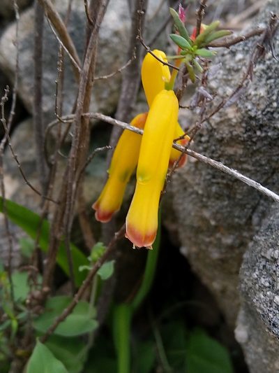 Lachenalia aloides, photographed by Jacques van der Merwe