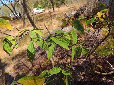 Flemingia grahamiana, photographed by i_c_riddell