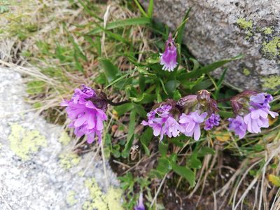 Primula glutinosa, photographed by Aaron Iemma